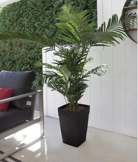 Areca Palm in Black Planter Product Image